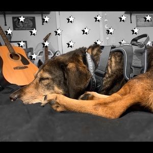 Meet your Posher, Lily